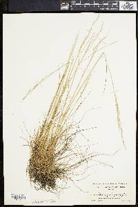 Deschampsia flexuosa image