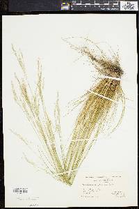 Deschampsia flexuosa image