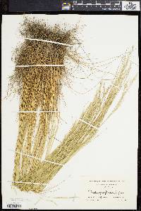 Deschampsia flexuosa image