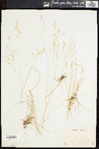 Deschampsia flexuosa image