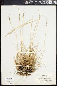 Deschampsia flexuosa image