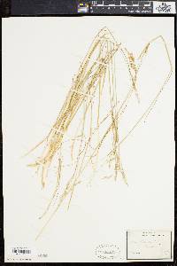 Deschampsia flexuosa image