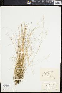 Deschampsia flexuosa image