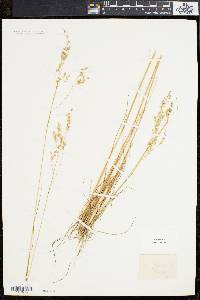 Deschampsia flexuosa image