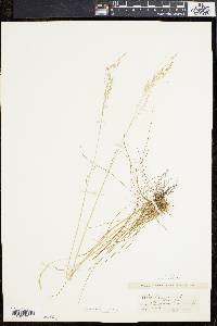 Deschampsia flexuosa image