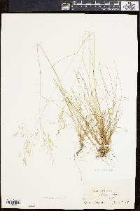 Deschampsia flexuosa image