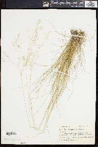 Deschampsia flexuosa image