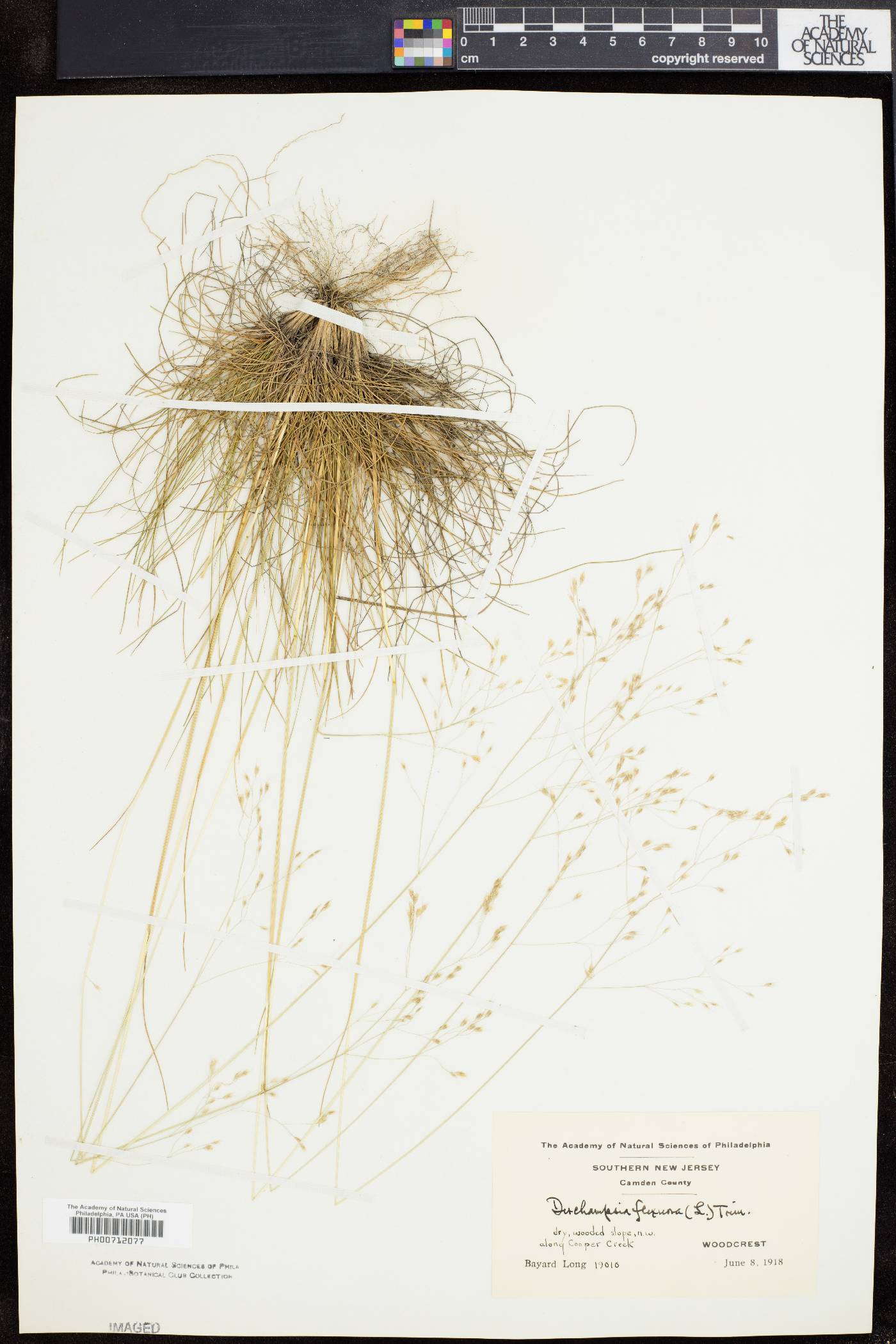 Deschampsia flexuosa image