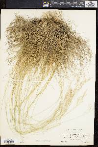 Deschampsia flexuosa image