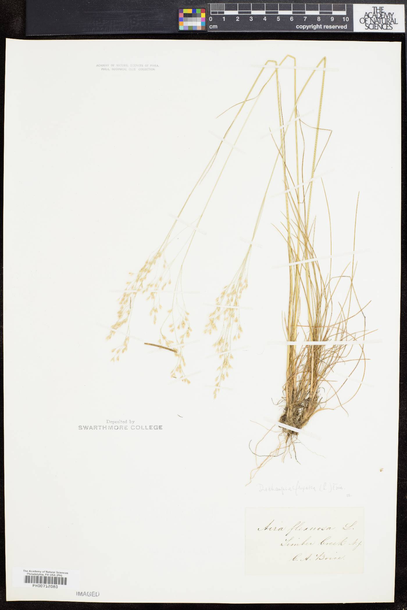 Deschampsia flexuosa image