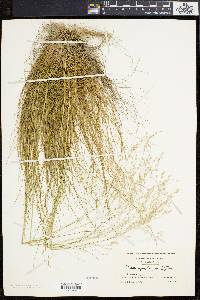 Deschampsia flexuosa image