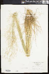 Deschampsia flexuosa image