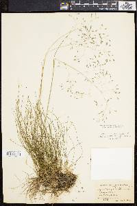 Deschampsia flexuosa image