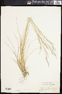 Deschampsia flexuosa image