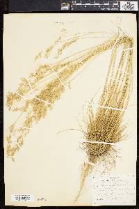 Deschampsia flexuosa image