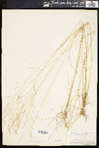 Deschampsia flexuosa image