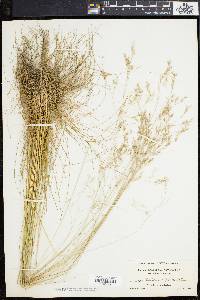 Deschampsia flexuosa image