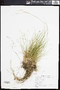 Deschampsia flexuosa image