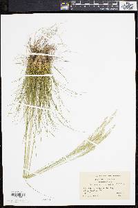 Deschampsia flexuosa image