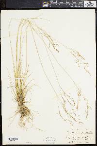 Deschampsia flexuosa image