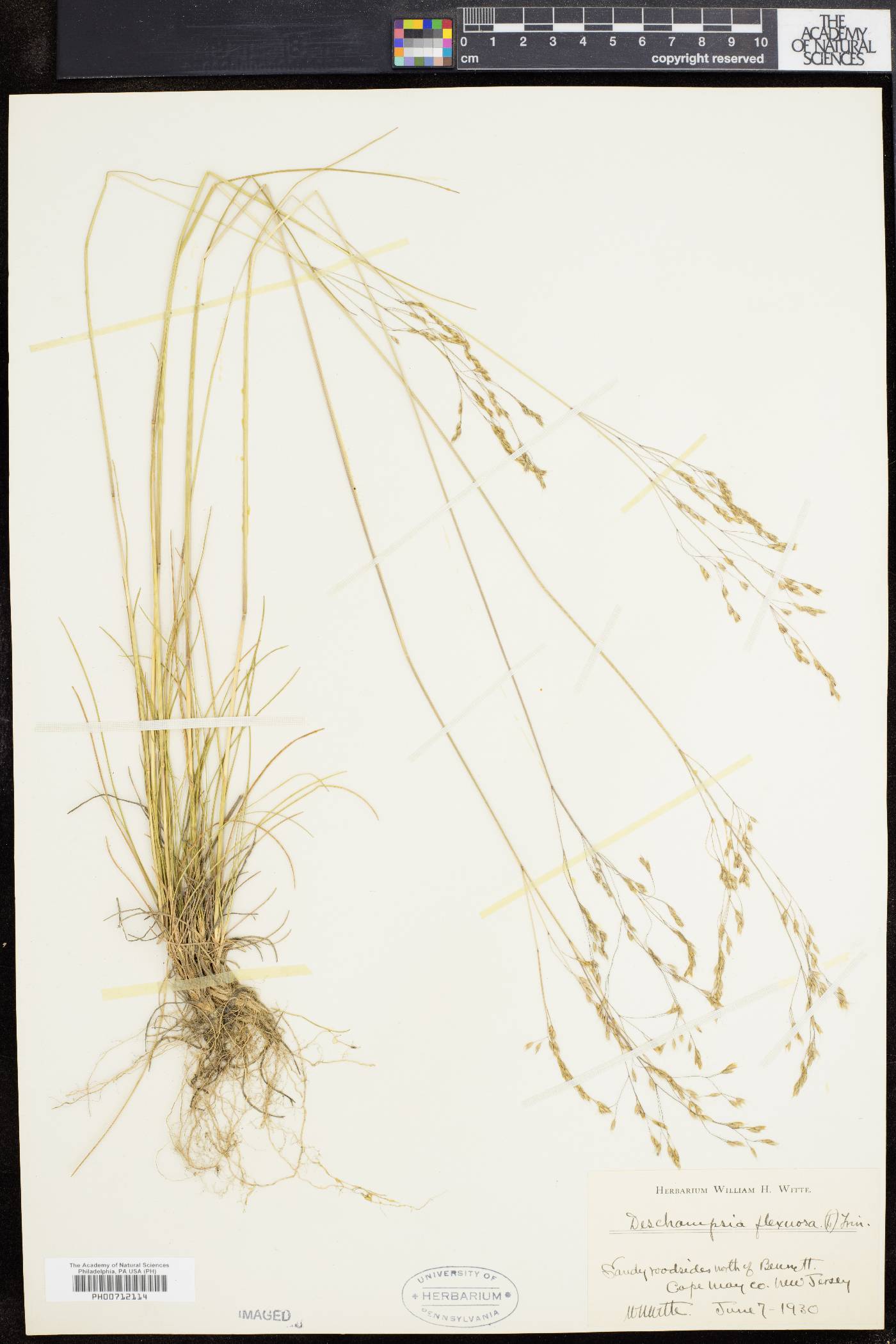 Deschampsia flexuosa image