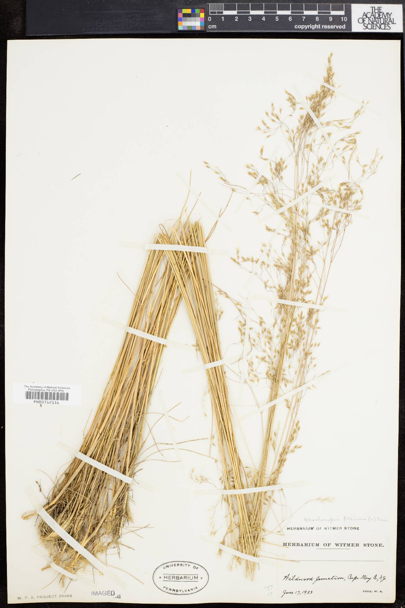 Deschampsia flexuosa image