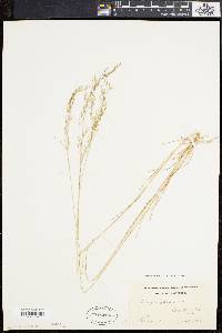 Deschampsia flexuosa image