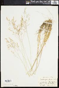 Deschampsia flexuosa image