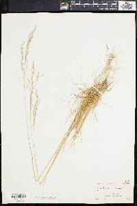 Deschampsia flexuosa image