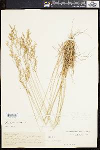 Deschampsia flexuosa image