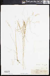 Deschampsia flexuosa image