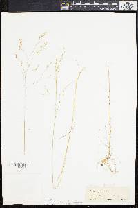 Deschampsia flexuosa image