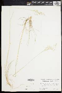 Deschampsia flexuosa image