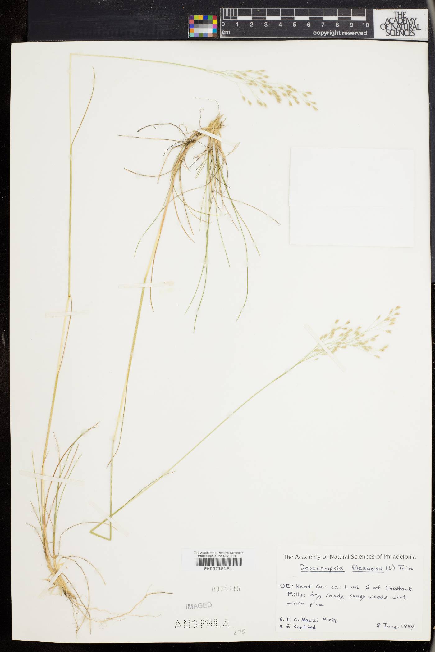 Deschampsia flexuosa image