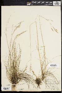 Deschampsia flexuosa image