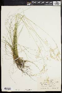 Deschampsia flexuosa image