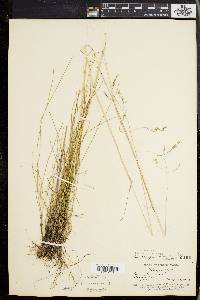 Deschampsia flexuosa image