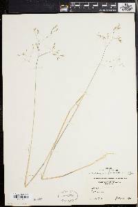 Deschampsia flexuosa image