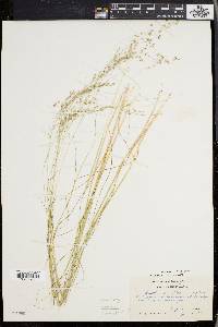 Deschampsia flexuosa image