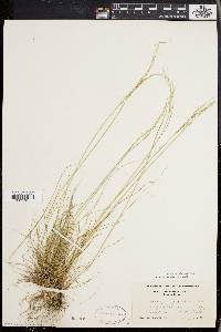 Deschampsia flexuosa image