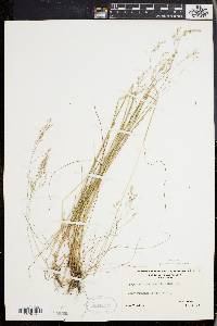 Deschampsia flexuosa image