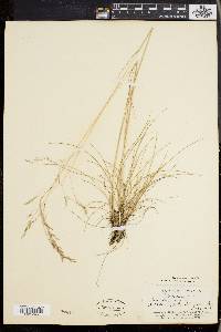 Deschampsia flexuosa image