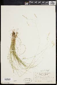 Deschampsia flexuosa image