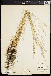 Deschampsia flexuosa image