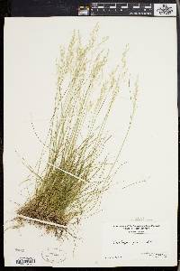 Deschampsia flexuosa image