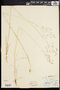 Deschampsia flexuosa image