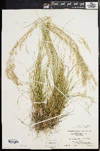 Deschampsia flexuosa image