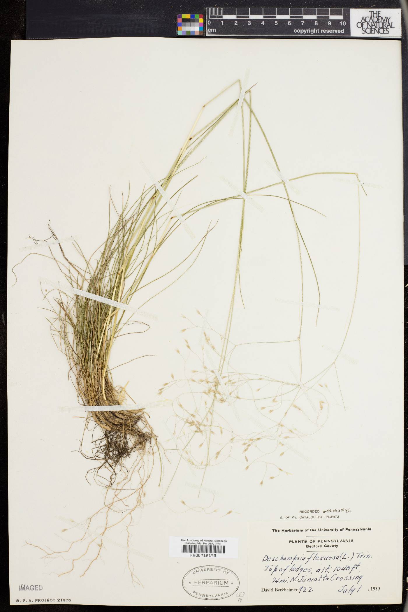 Deschampsia flexuosa image