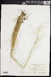 Deschampsia flexuosa image