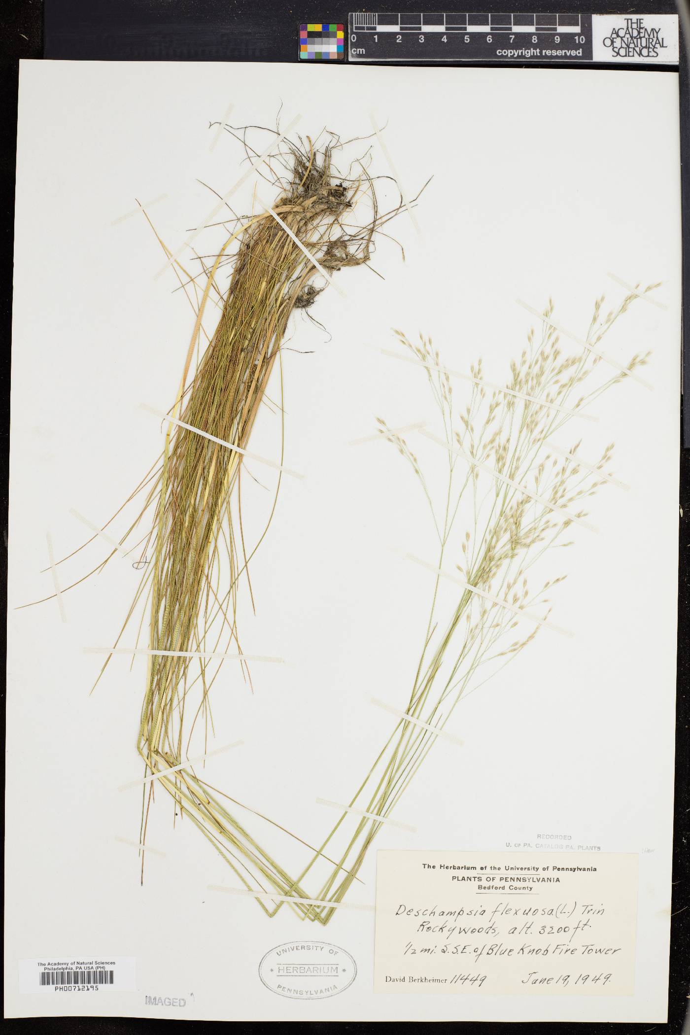 Deschampsia flexuosa image